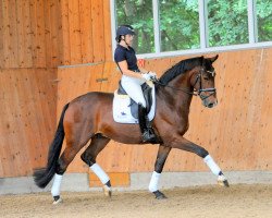 dressage horse Ein Glück (Westphalian, 2015, from Equitaris)