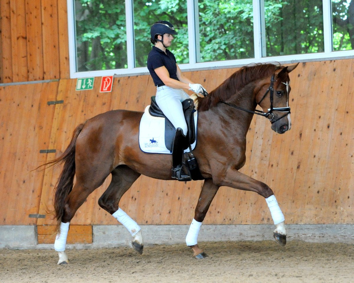 dressage horse Dynastie (Mecklenburg, 2017, from Discover 7)