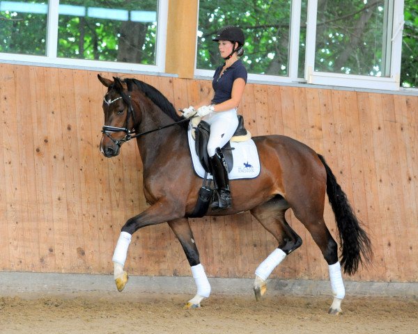 dressage horse Dolce Vita (German Sport Horse, 2017, from Discover 7)