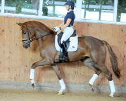 dressage horse Avec Moi (Westphalian, 2017, from Ac-Dc 4)