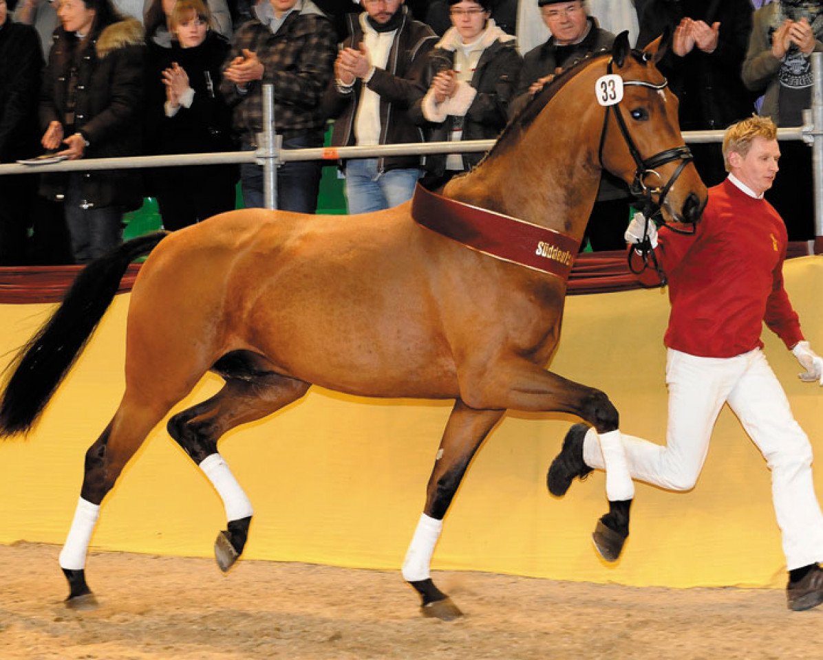 Deckhengst Sir Schiwago (Bayer, 2006, von Sir Donnerhall I)