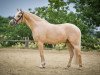 dressage horse Charming Little Dieter (German Riding Pony, 2016, from Charmeur)