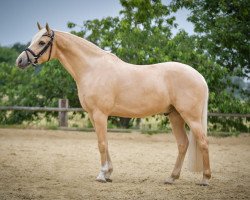 dressage horse Charming Little Dieter (German Riding Pony, 2016, from Charmeur)