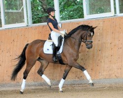 dressage horse Aquamarina (German Sport Horse, 2016, from Ac-Dc 4)