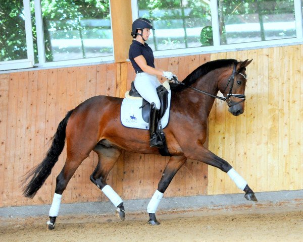 dressage horse Agassi (Mecklenburg, 2016, from AC-DC 4)