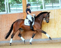 dressage horse Agassi (Mecklenburg, 2016, from Ac-Dc 4)