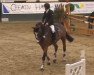 jumper Balou D 2 (Westphalian, 2005, from Balou du Rouet)