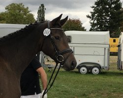 dressage horse Herzbeben vom Schönbuch (Trakehner, 2015, from E.H. Millennium)