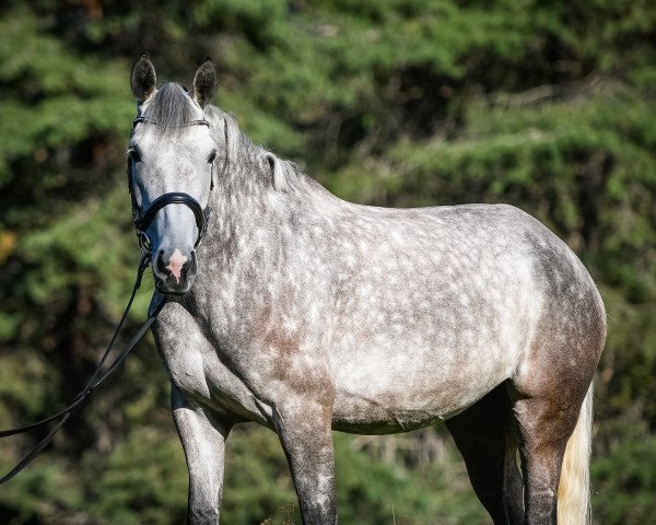Springpferd Bonfire Heart (Irish Sport Horse, 2014, von Darragh Moylough Vision)