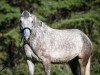 Springpferd Bonfire Heart (Irish Sport Horse, 2014, von Darragh Moylough Vision)