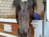 dressage horse Maschok (German Riding Pony, 2002, from Black Boy)