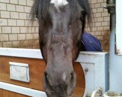 dressage horse Maschok (German Riding Pony, 2002, from Black Boy)