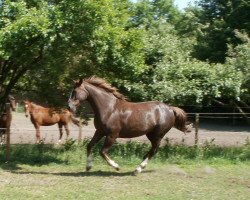 broodmare Fidji (Westphalian, 2001, from Fibonacci)