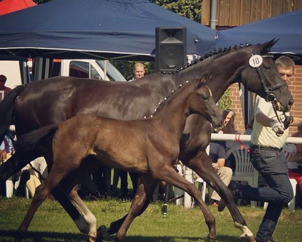 dressage horse Daddy's Honey (Hanoverian, 2016, from Don Index)