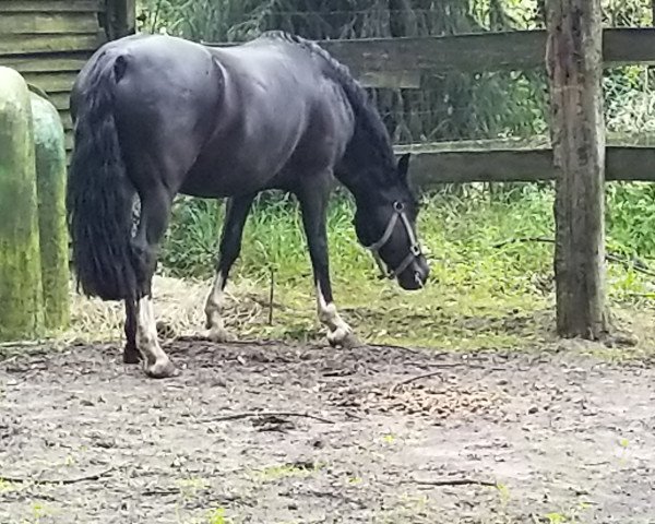 dressage horse Indigo (unknown, 2010)