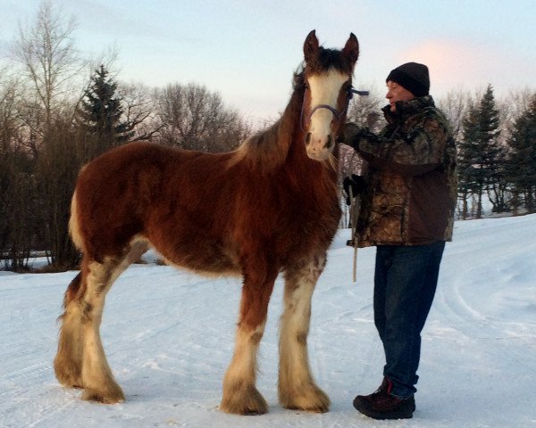 Zuchtstute Hill Topper Sky's Cloud (Clydesdale, 2015, von Zorra Highland Above's Sandman)