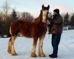 broodmare Hill Topper Sky's Cloud (Clydesdale, 2015, from Zorra Highland Above's Sandman)