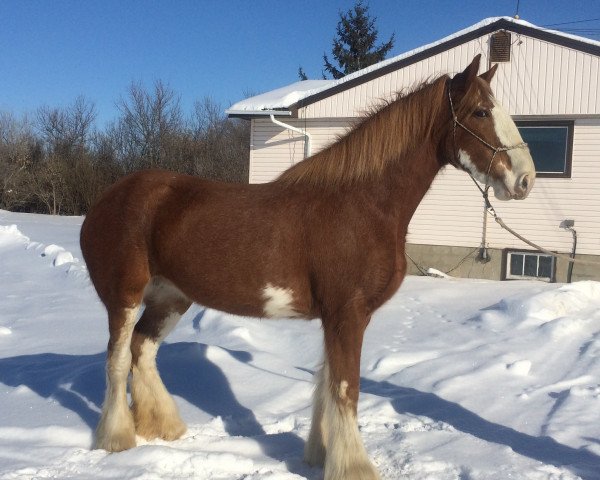 Zuchtstute Hill Topper Reba (Clydesdale, 2007, von Greenwood Farm's Sherman)