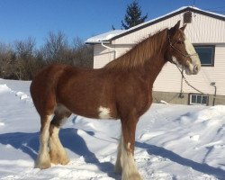 broodmare Hill Topper Reba (Clydesdale, 2007, from Greenwood Farm's Sherman)