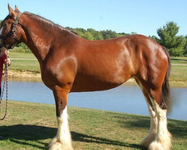 Pferd Hill Topper Prue (Clydesdale, 2007, von Greenwood Farm's Sherman)