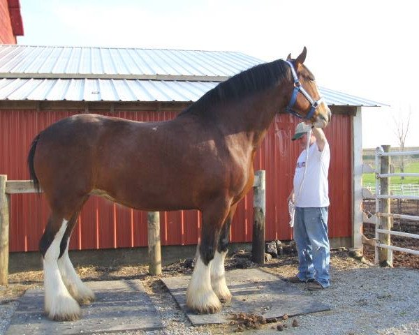 broodmare Hill Topper Lucille's Lass (Clydesdale, 2001, from Westerdale Drake)