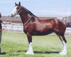 broodmare Hill Topper Diamond's Lilly (Clydesdale, 2005, from Crack A Dawns Silver Storm)