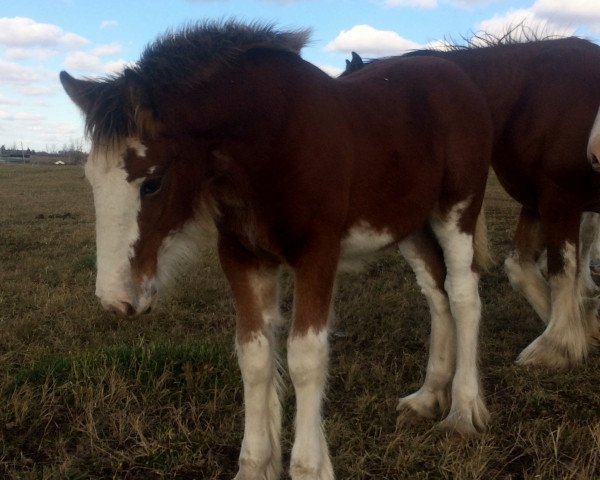 broodmare Hill Topper Gwynek's Caelia (Clydesdale, 2015, from Zorra Highland Above's Sandman)