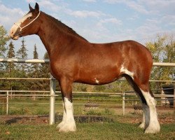 Pferd Hill Topper Lisa's Amy (Clydesdale, 2005, von Westerdale Drake)