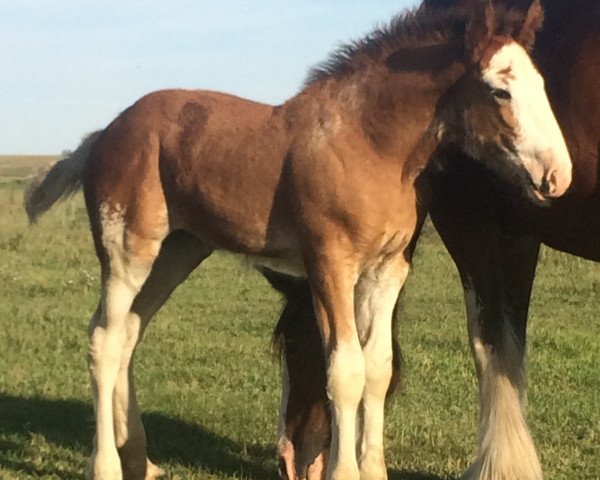 Pferd Hill Topper Gwyneck's Vivian (Clydesdale, 2016, von Zorra Highland Above's Sandman)