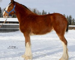 horse Hill Topper Grace's Amazing (Clydesdale, 2018, from Willow Way Prozac)