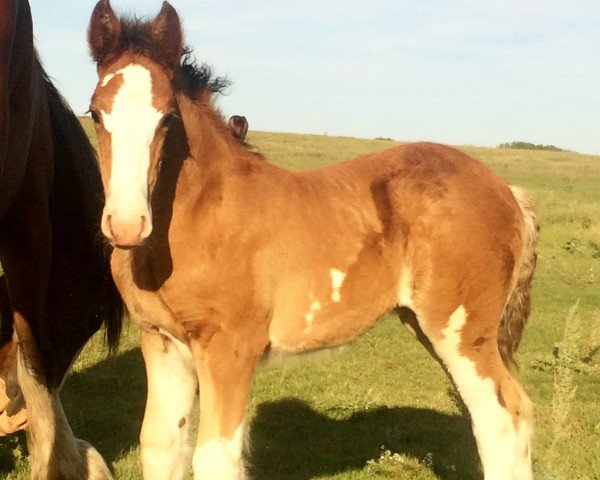 Pferd Hill Topper Marge's Selma (Clydesdale, 2016, von Zorra Highland Above's Sandman)