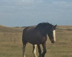 Zuchtstute Hill Topper Dawn's Tammy (Clydesdale, 2004, von Crack A Dawns Silver Storm)