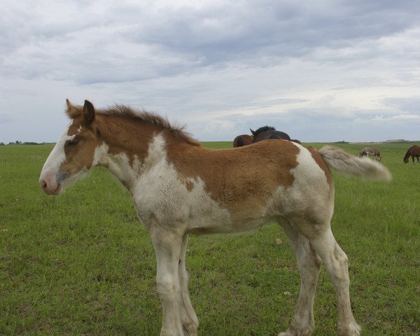 horse Hill Topper Elaine's Ariel (Clydesdale, 2014, from Willow Way Keystone)