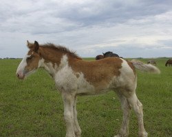 Pferd Hill Topper Elaine's Ariel (Clydesdale, 2014, von Willow Way Keystone)