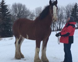 Zuchtstute Hill Topper Malibu (Clydesdale, 2007, von Greenwood Farm's Sherman)