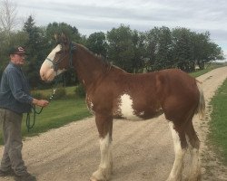 Pferd Hill Topper Holly's Ivy (Clydesdale, 2018, von Willow Way Prozac)