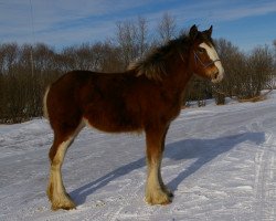 broodmare Hill Topper Charm's Holly (Clydesdale, 2014, from Madsen's Rising Tide)