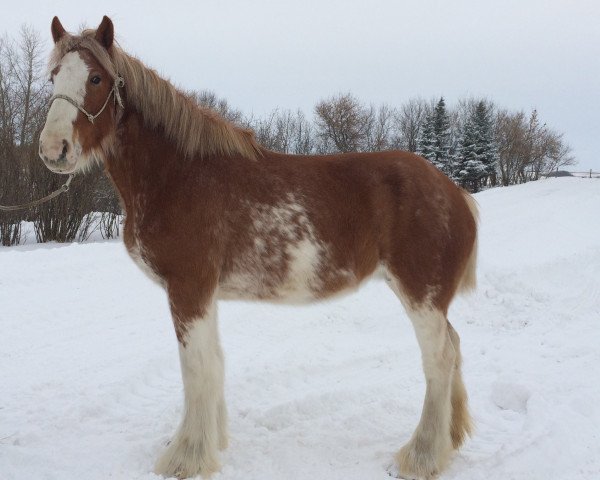 broodmare Westerdale Miss Charm (Clydesdale, 2007, from Kenbar Sir Wallace)