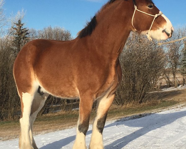 Zuchtstute Hill Topper Elegance (Clydesdale, 2009, von Mistyland Jake)