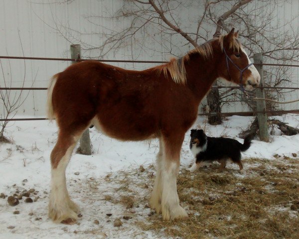 horse Hill Topper Keystones Handsome (Clydesdale, 2014, from Willow Way Keystone)