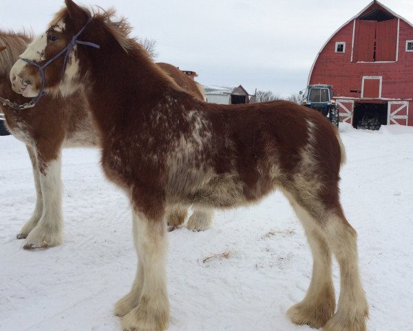 horse Hill Topper Charmed's Pandora (Clydesdale, 2014, from Willow Way Lennox)