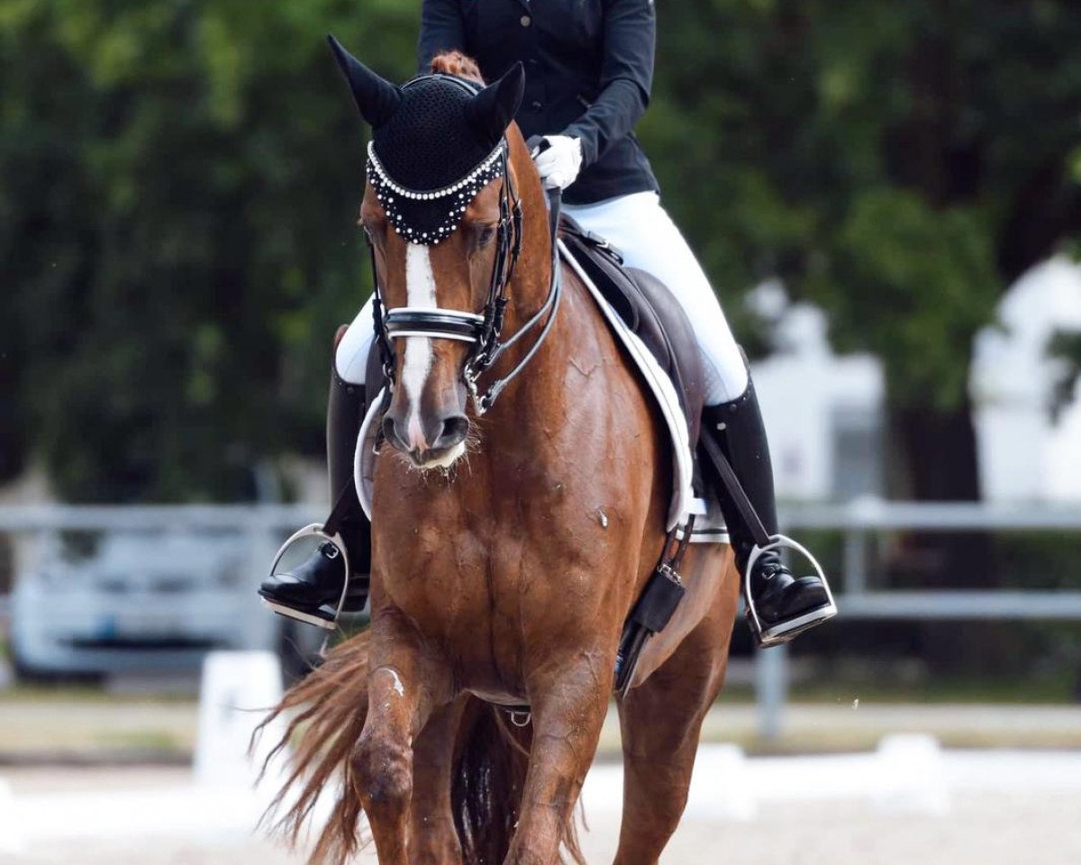horse Go for it 7 (KWPN (Royal Dutch Sporthorse), 2011, from Charmeur)