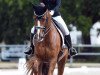 dressage horse Go for it 7 (KWPN (Royal Dutch Sporthorse), 2011, from Charmeur)