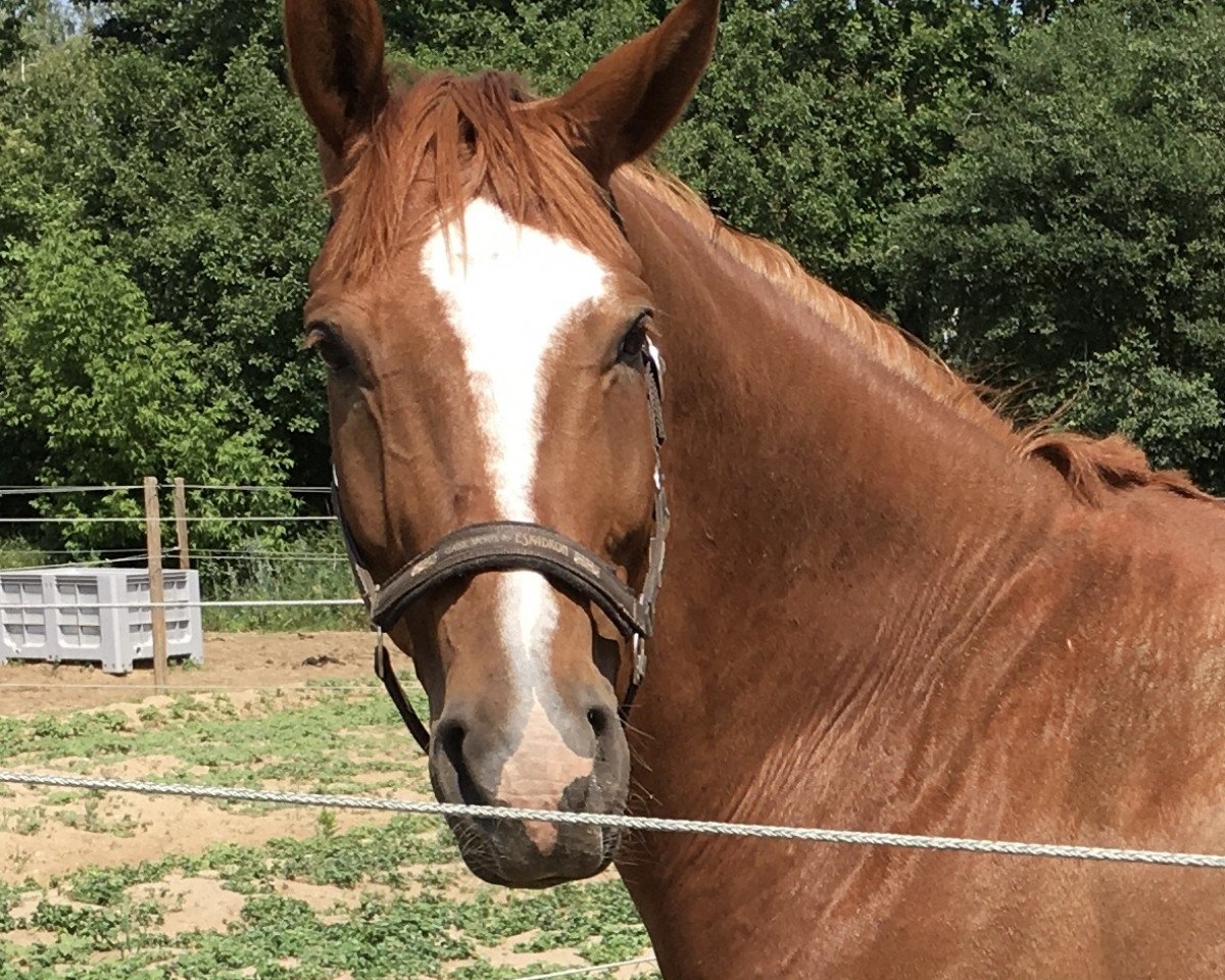 dressage horse Taranos (Hanoverian, 2012, from Totilas)