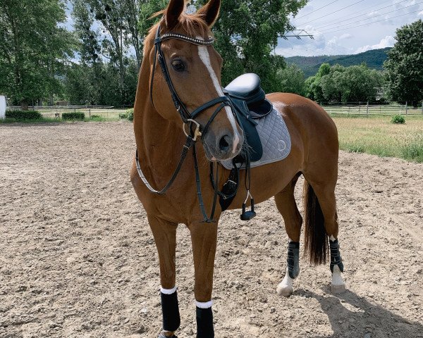 dressage horse Belissia K (German Sport Horse, 2013, from Belissimo NRW)