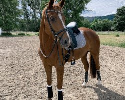 dressage horse Belissia K (German Sport Horse, 2013, from Belissimo NRW)