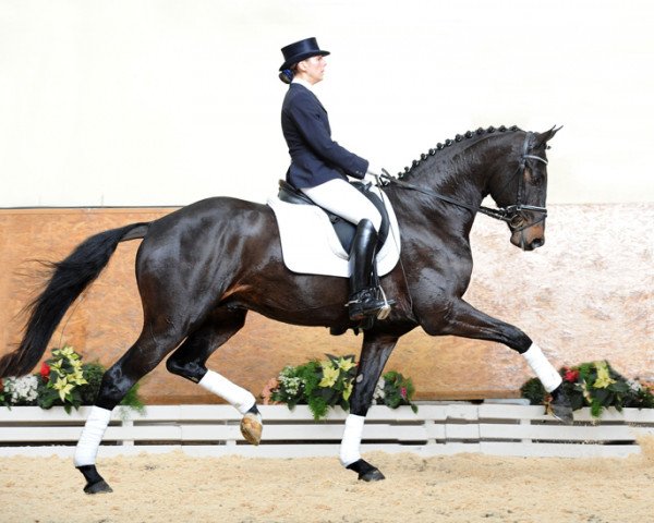 dressage horse Zonik (Danish Warmblood, 2008, from Zack)