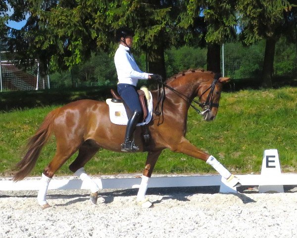 dressage horse Saint Laurent (Hanoverian, 2007, from San Remo)