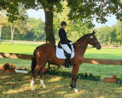 dressage horse Don Cor Leone (Westphalian, 2017, from Dankeschön)