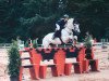 jumper Shamrock 80 (Hanoverian, 2006, from Stakkato)